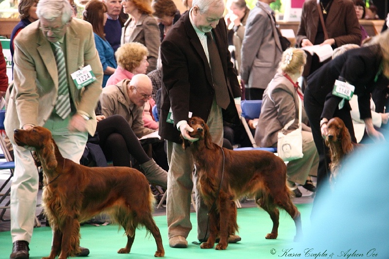 Crufts2011 227.jpg